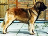 Origen del perro leonberger