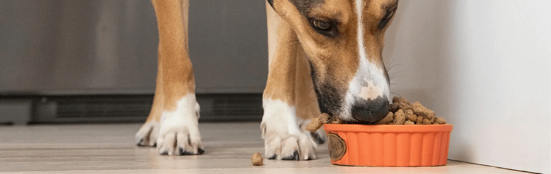 mejor pienso para perros en españa mejor pienso para perros en españa