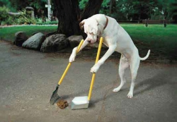 perro-limpiando-excrementos.jpg
