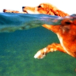Perro sacando un objeto del agua
