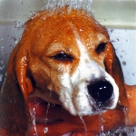 lavando a un perro 