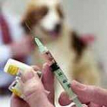vacunar a un perro 