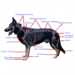 Anatomia del Perro