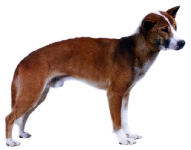 Perro Cantor de Nueva Guinea