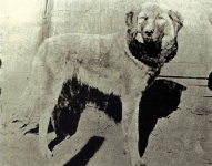 Perro de Caza Tibetano