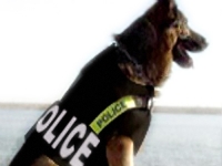 Perro policia con chaleco antibalas