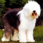 bobtail antiguo perro pastor ingles