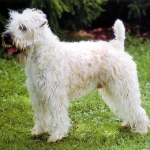 Soft Coated WheatenTerrier