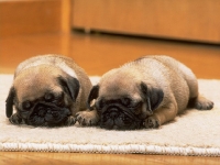 2 perros durmiendo en alfombra 