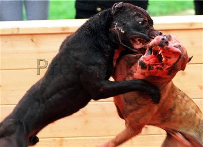 agresividad en perros