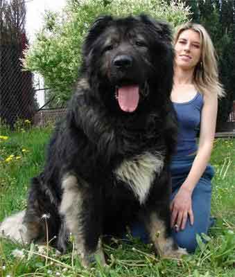 los perros mas grandes del mundo