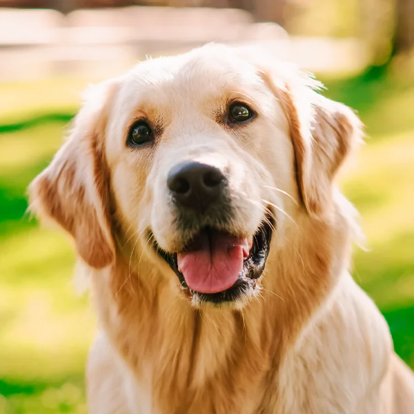 golden retriever raza perro