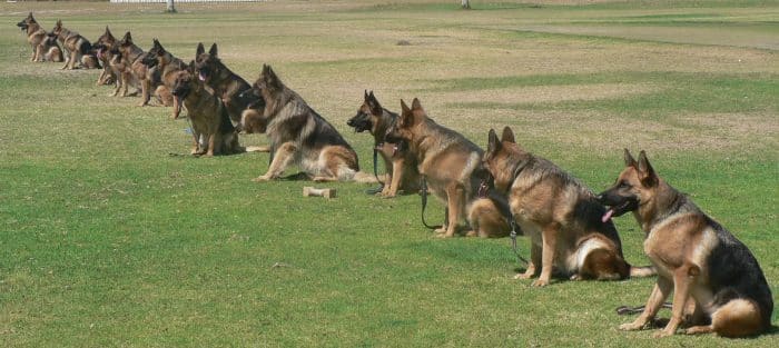 12 perros pastor aleman en medio de un entrenamiento