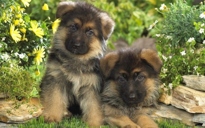 2 cachorros pastor aleman de pocas semanas de vida