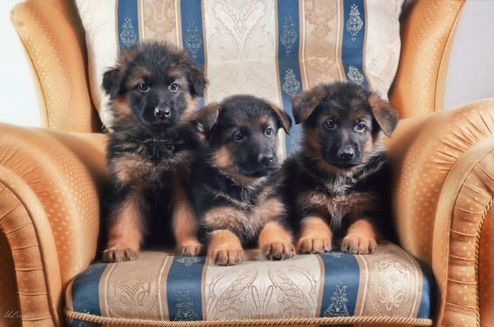 3 cachorros pastor aleman