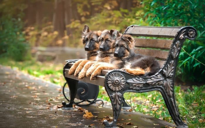 3 pastores alemanes de mediana edad sentados sobre una banca