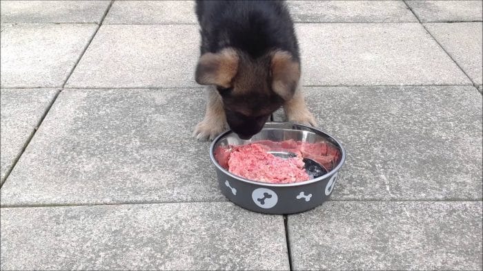 cachorro pastor aleman comiendo un trozo de carne