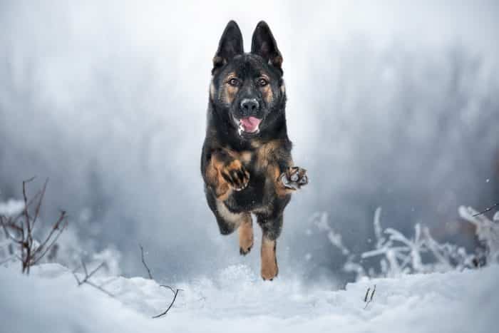 pastor alemán corriendo en la nieve