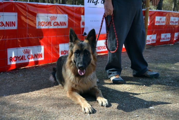 pastor alemán en un certamen auspiciado por royal canin