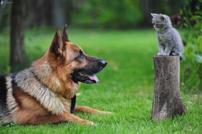 pastor alemán observando a un gatito