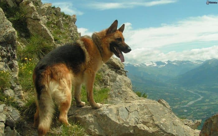 pastor alemán observando el paisaje desde una montana