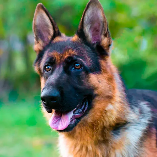 pastor alemán raza perro
