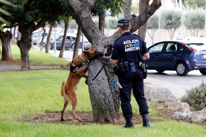 policía pastor alemán rastreando algo