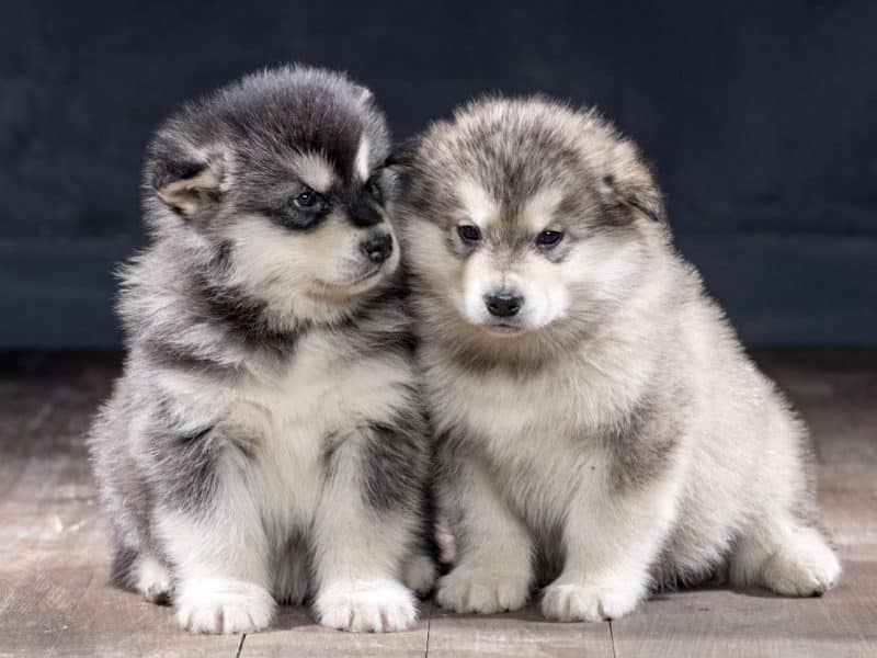 2 cachorros alaskan malamute juntos