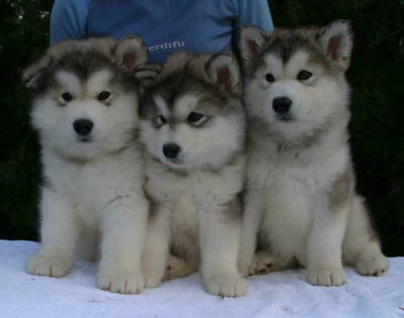 3 hermosos cachorros alaskan malamute