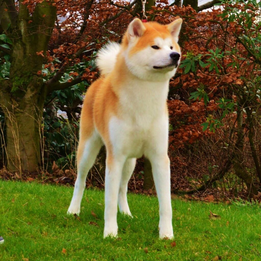 Акитойи. Акита-ину. Порода Акита ину. Японская собака Акита ину. Порода сабак Акито ино.