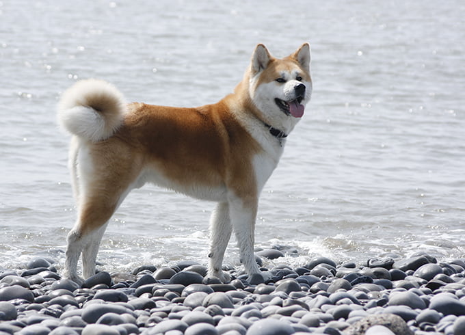 Akita Inu disfrutando el borde de un lago