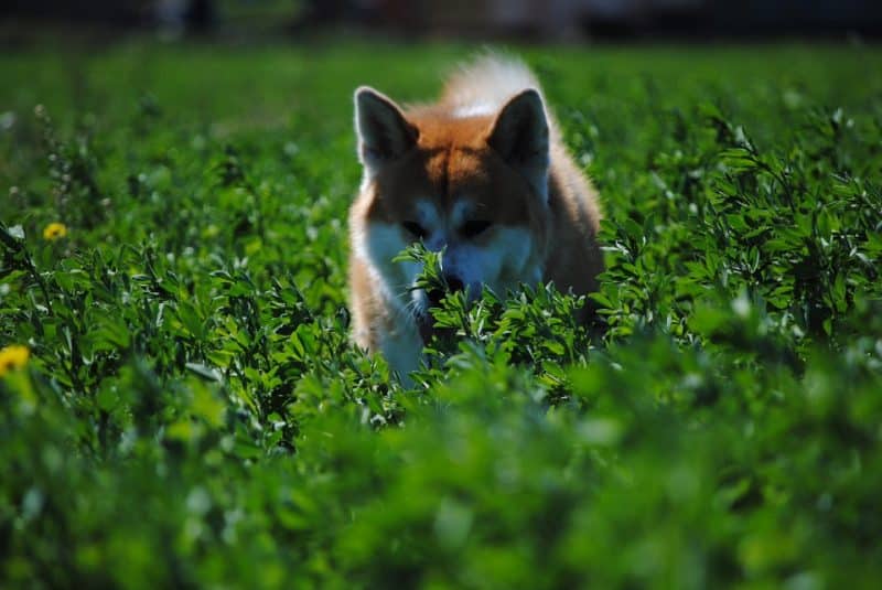 Akita Inu disfrutando un paseo en medio de la hierba