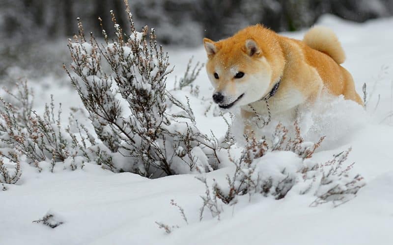 Akita Inu jugando en la nieve
