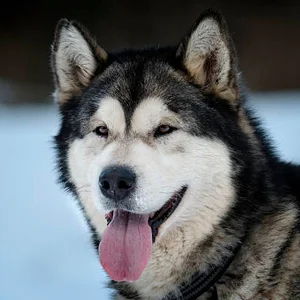 alaskan malamute contemplando la inmensidad