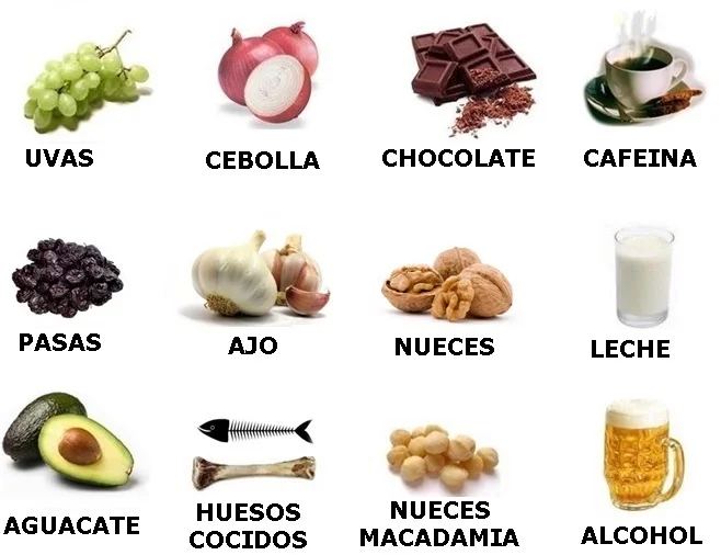 alimentos prohibidos para el pastor belga