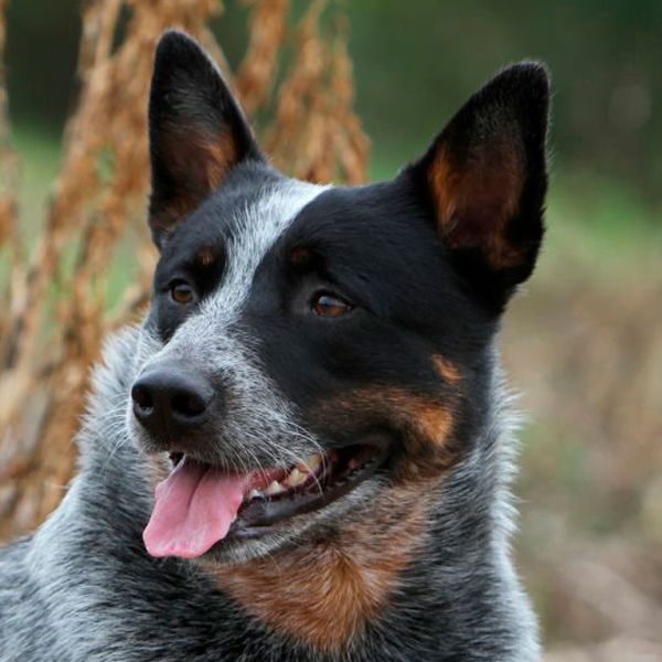 australian cattle dog raza perro