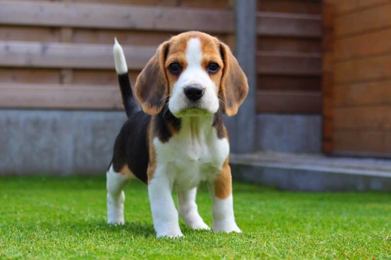 Perro Beagle enano