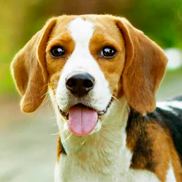 beagle raza perro