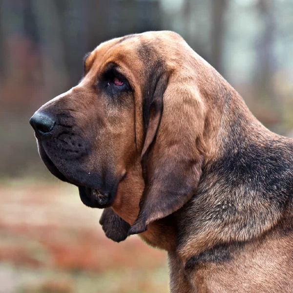 bloodhound raza perro