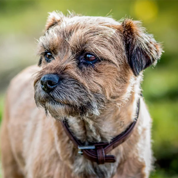 border terrier raza perro