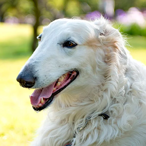 borzoi raza perro