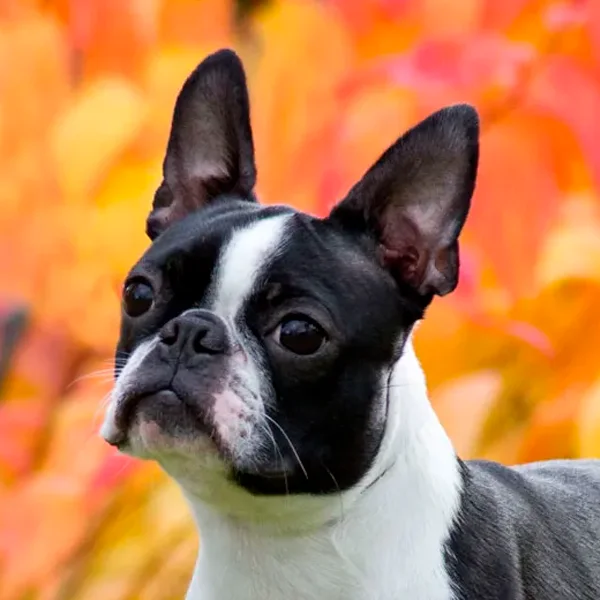 boston terrier raza perro