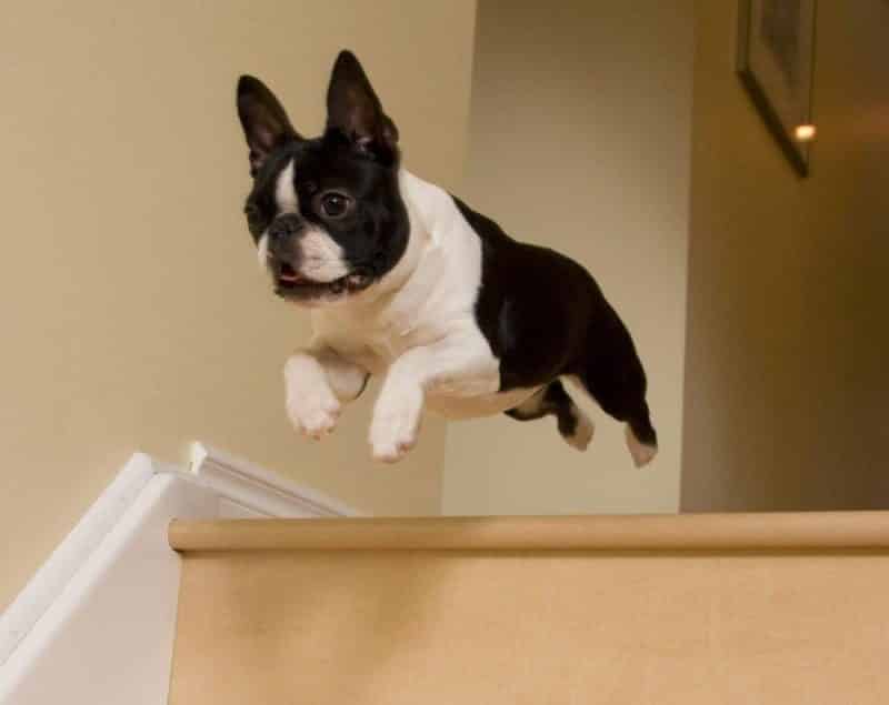 Boston Terrier saltando desde una escalera