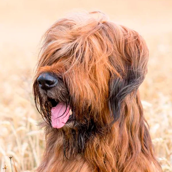 briard raza perro