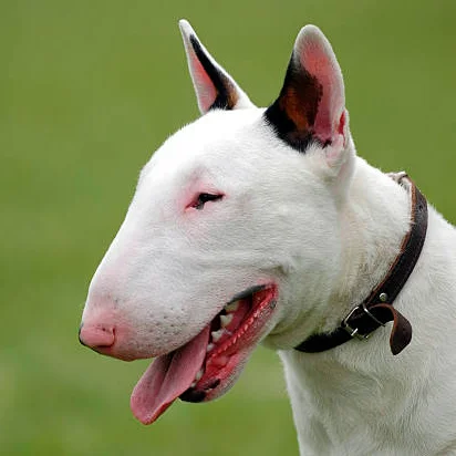 bull terrier observando la inmensidad