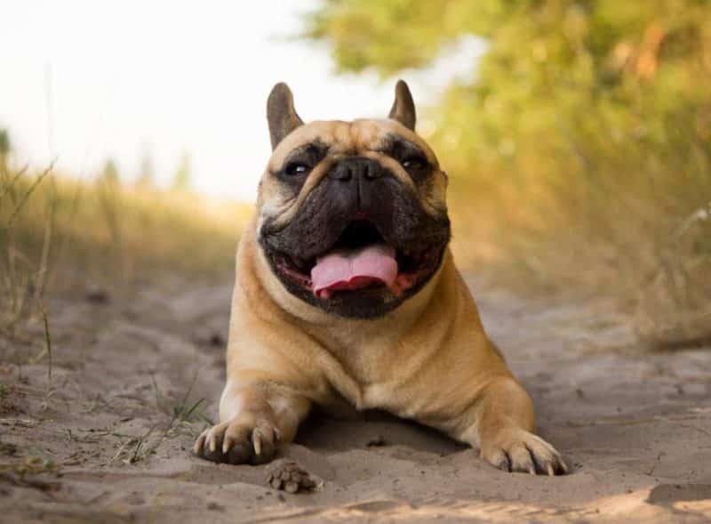 Bulldog Frances descansando sobre arena en la playa
