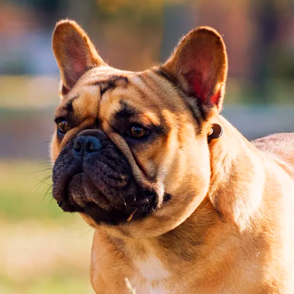 bulldog francés raza perro