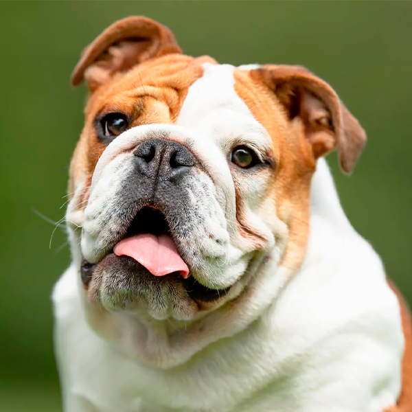 bulldog inglés raza perro