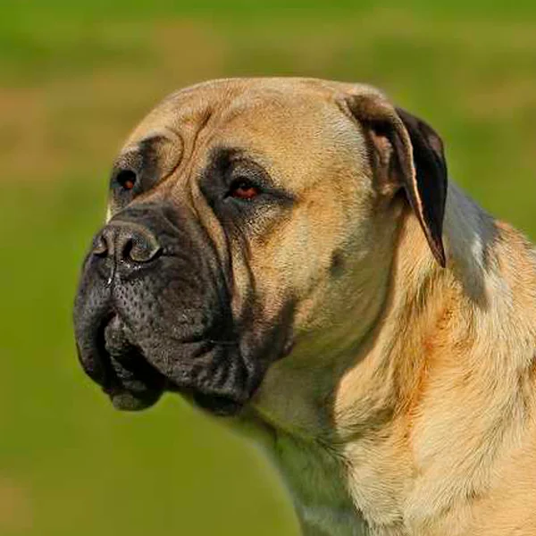 bullmastiff raza perro