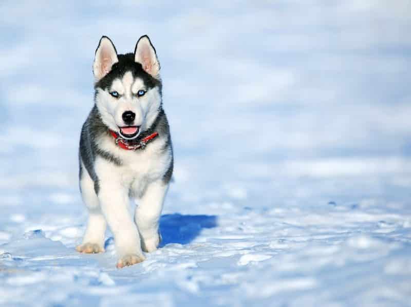 cachorro Husky Siberiano caminando sobre nieve